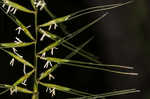 Eastern bottlebrush grass